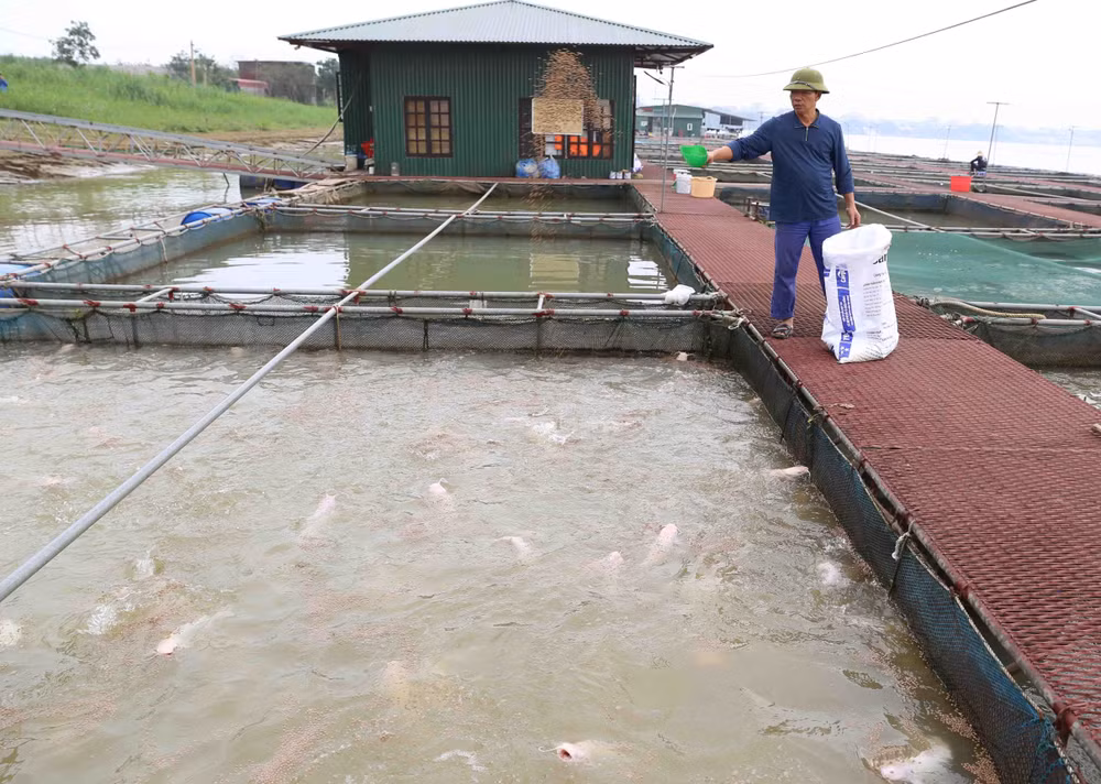 Long An targets at least 60,000 tonnes of aquaculture production ảnh 1