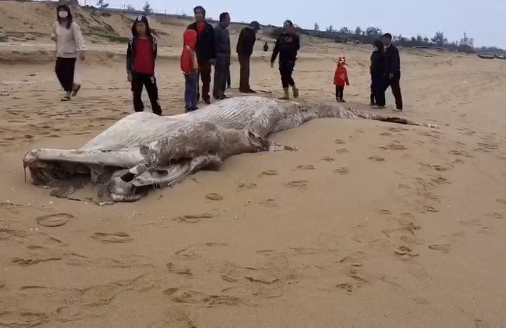 Dead whale washed up on beach in Quang Binh ảnh 1