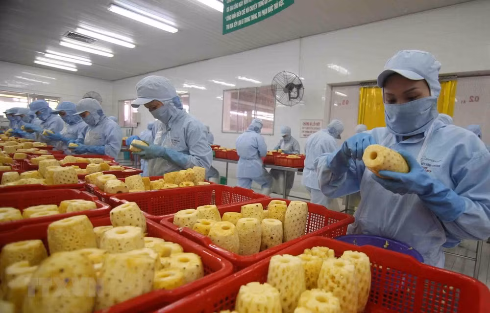 Vietnam targets 10 billion USD from fruit, vegetable exports by 2030 ảnh 1 Vietnam targets 10 billion USD from fruit, vegetable exports by 2030 ảnh 1