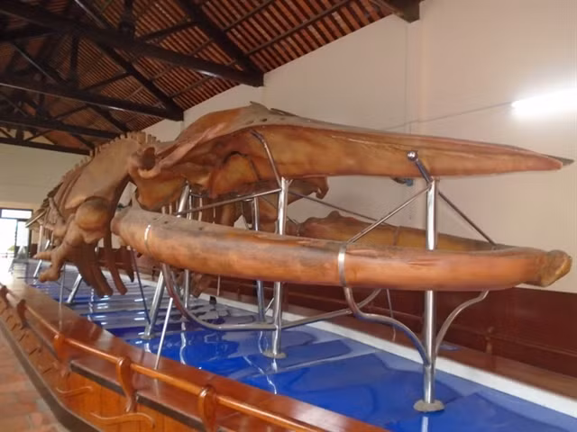 Largest whale skeleton on display in Binh Thuan ảnh 1