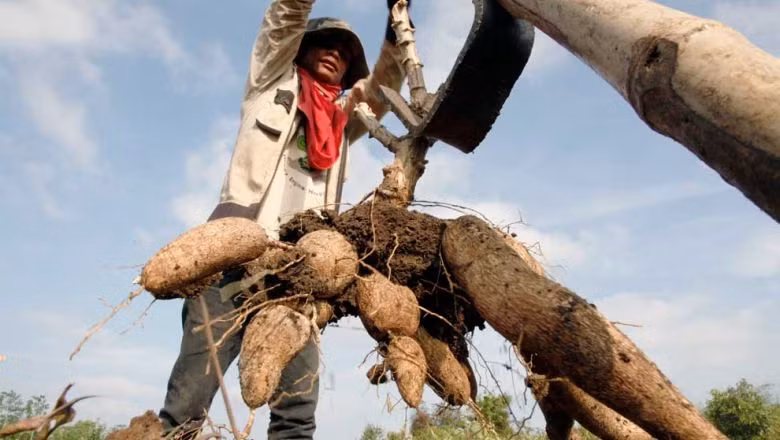 Cambodia’s cassava prices increase over lower yield ảnh 1