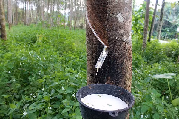 Thai gov’t to support rubber farmers ảnh 1