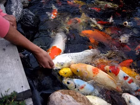HCM City fish farmers raking in koi profits ảnh 1