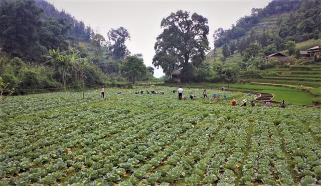 More export chances for winter crops ảnh 1
