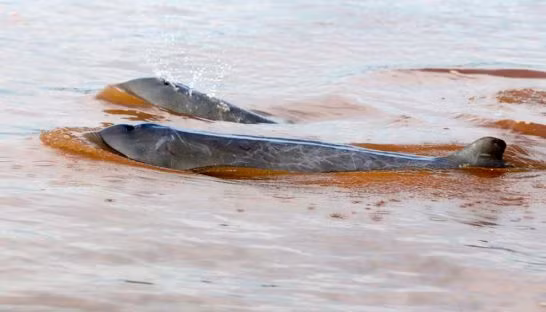 Cambodia to seek UNESCO recognition for dolphin areas ảnh 1