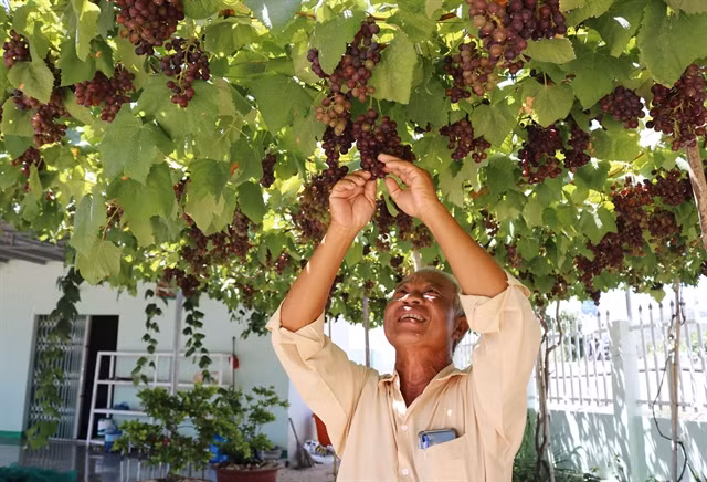 Ninh Thuan province develops superior grape variety ảnh 1 Ninh Thuan province develops superior grape variety ảnh 1