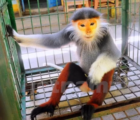 Rare primate handed over to Cuc Phuong park ảnh 1