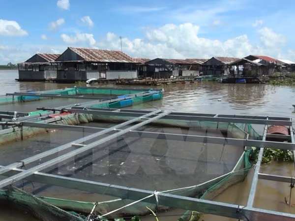 Thua Thien – Hue’s farmed fish, seafood output surges ảnh 1