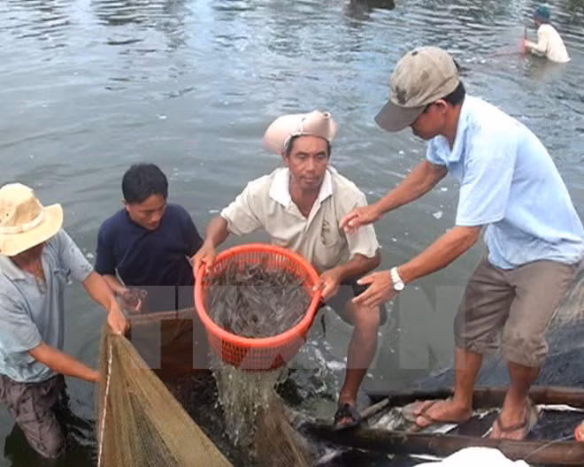 Bac Lieu strives to become centre of shrimp industry ảnh 1