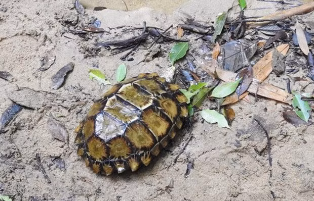 More turtle species found in Khanh Hoa ảnh 1