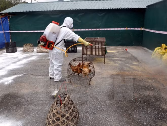  Vietnam takes preventive measures against bird flu ảnh 1