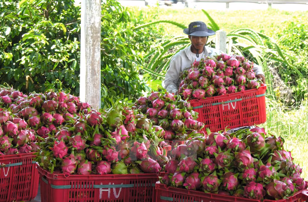Vietnam ships first batch of dragon fruit to Australia ảnh 1