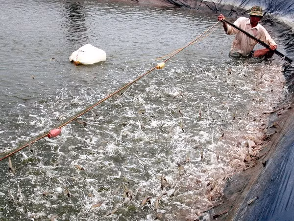 Ca Mau works to promote fishery sector ảnh 1