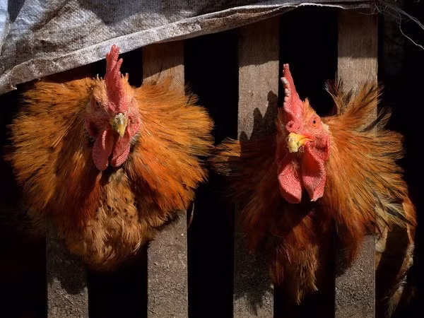 Cambodia records second H5N1 death in 2023 ảnh 1