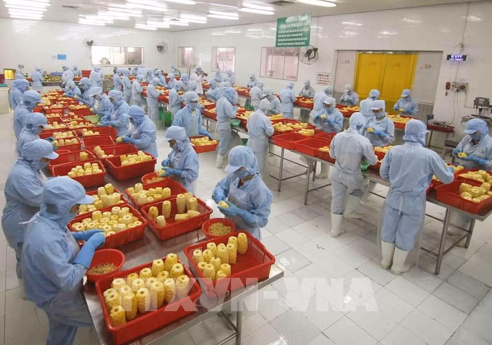 Fruit, vegetable export up 17.4 percent in H1 ảnh 1