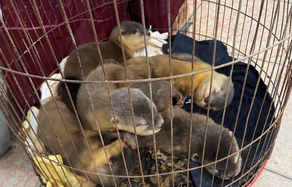 Nearly 480 wild animals rescued in H1 ảnh 1
