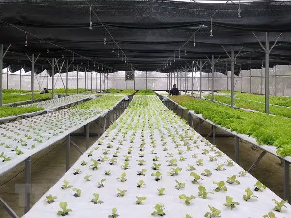 Seminar talks high-tech agriculture in Mekong Delta ảnh 1
