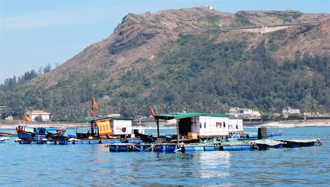 Funds allocated to preserve Ly Son Marine Protected Area ảnh 1