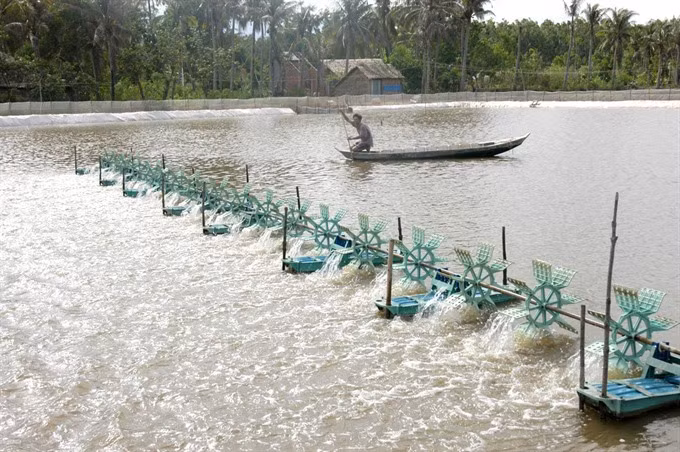 Tra Vinh farmers grow mangrove forests to breed shrimp ảnh 1