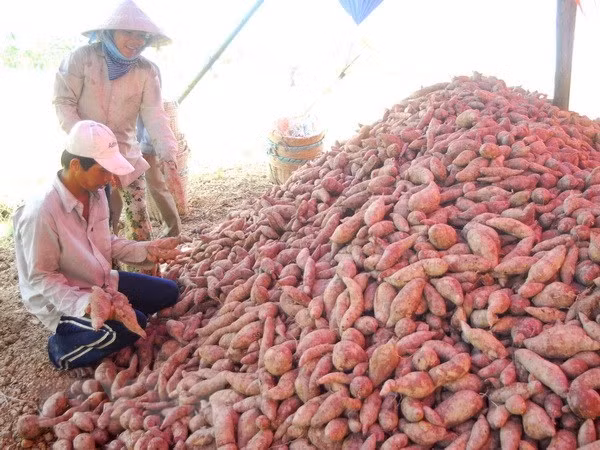 China to consider resumption of sweet potato, chili imports from Vietnam ảnh 1