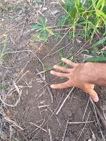 Wild elephants re-appear in Gia Lai province ảnh 1
