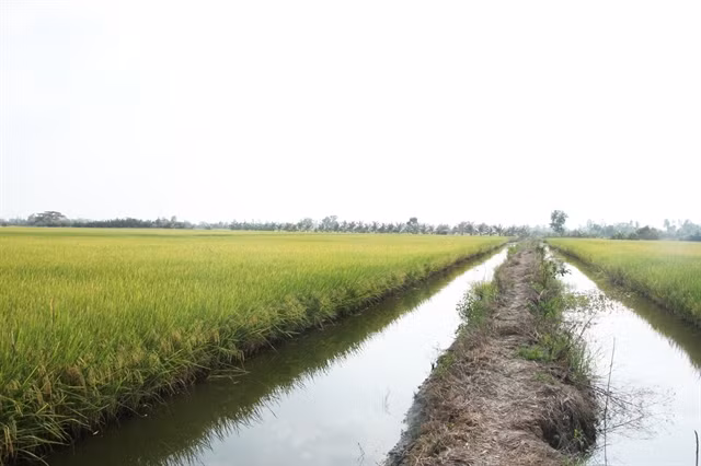 Bac Lieu to expand large-scale agricultural production ảnh 1