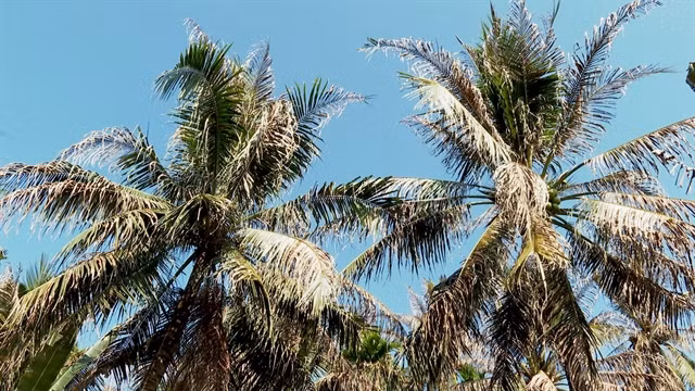 Country’s largest coconut growing province manages to control imported pest ảnh 1