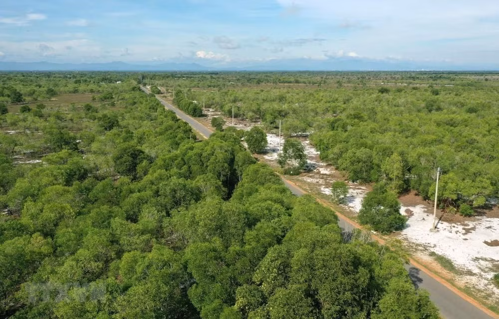 Ben Tre province to plant 10 million trees in five years ảnh 1