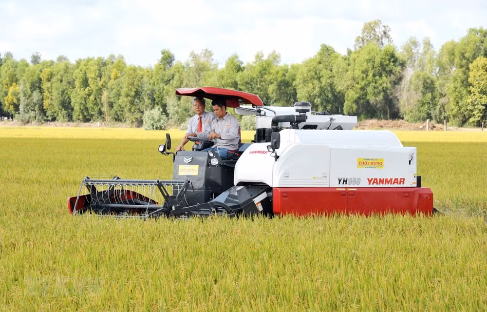 Vietnamese rice accounts for 84 percent of Philippines’ rice imports ảnh 1