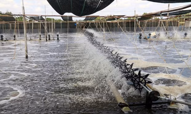 Ben Tre’s shrimp sector targets production value of 1 billion USD by 2025 ảnh 1