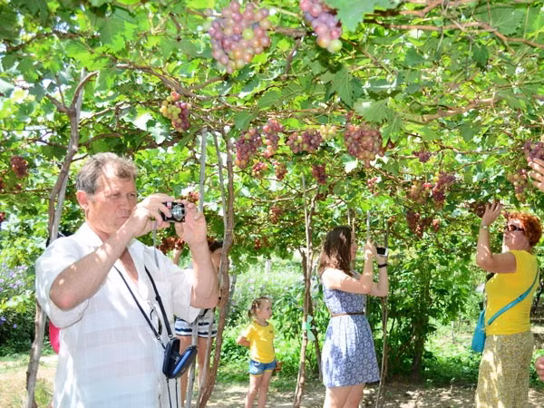 Ninh Thuan Province to grow more grapes ảnh 1 Ninh Thuan Province to grow more grapes ảnh 1