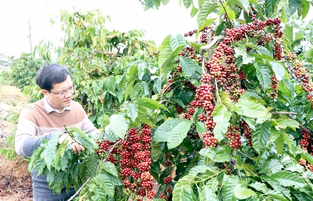 Central Highlands faces labour shortages on coffee plantations ảnh 1 Central Highlands faces labour shortages on coffee plantations ảnh 1