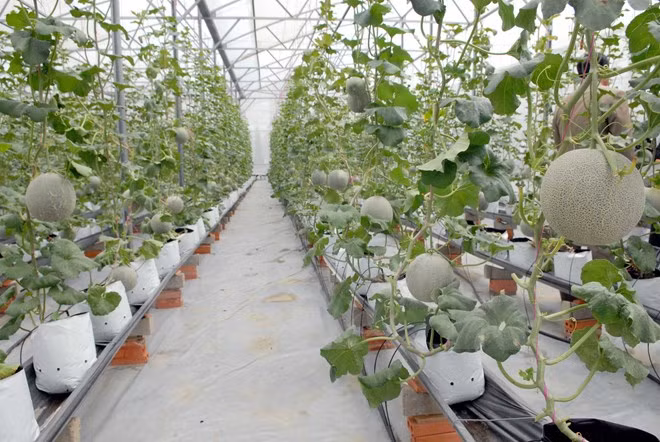 HCM City's agricultural restructuring a success ảnh 1