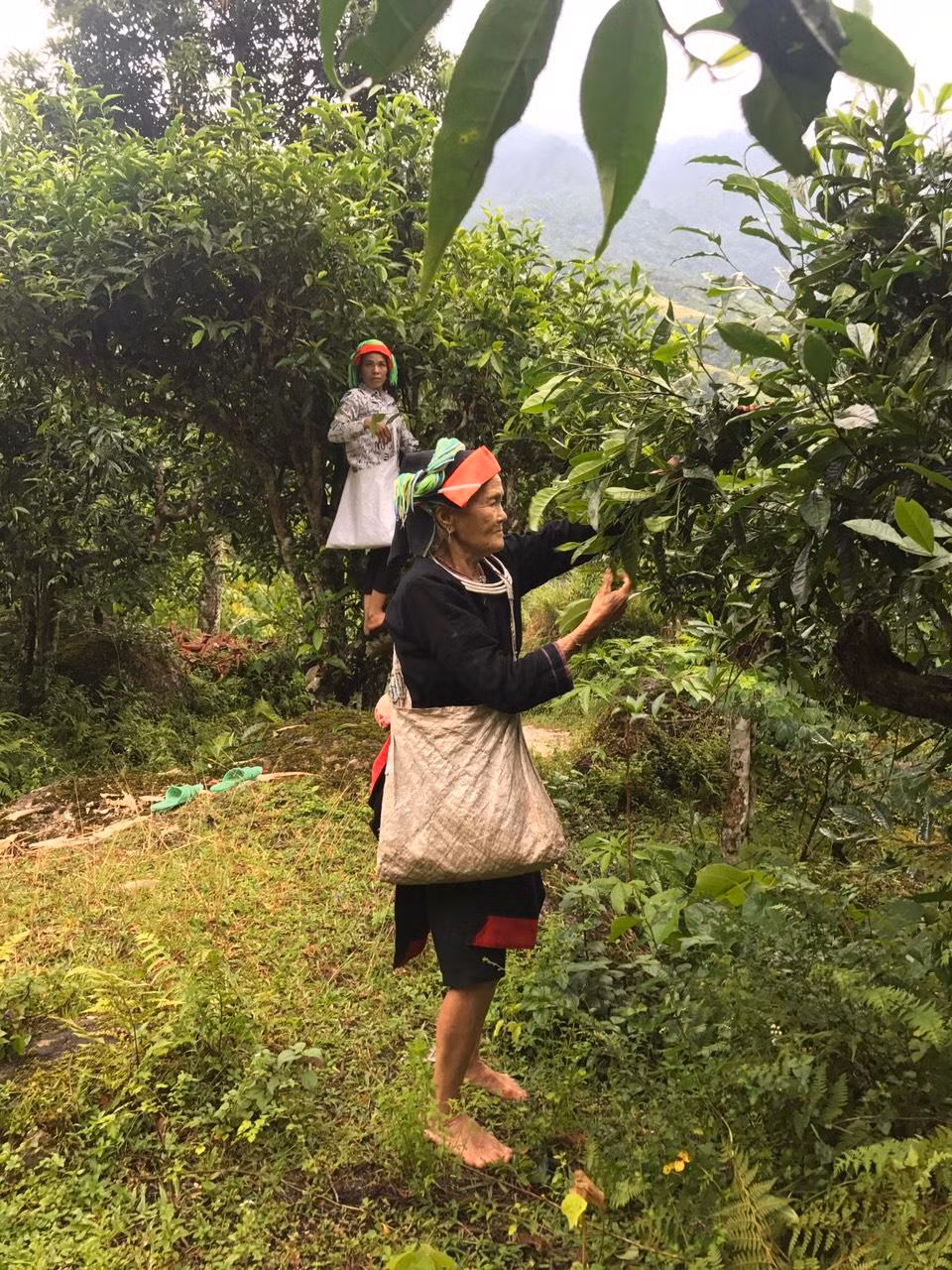 Ethnic minorities make real deal from tea production ảnh 2