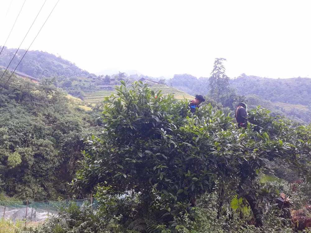 Ethnic minorities make real deal from tea production ảnh 3