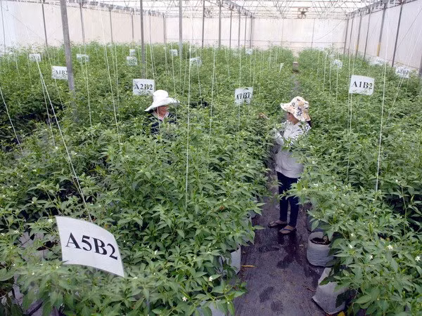 HCM City to invest in agri-food safety plan ảnh 1 HCM City to invest in agri-food safety plan ảnh 1
