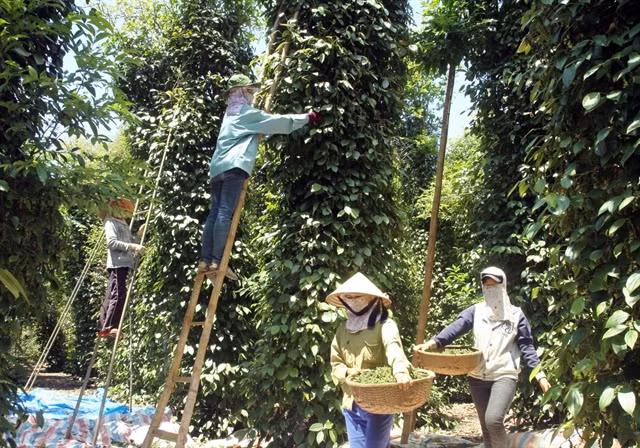 Exports of pepper to India at risk ảnh 1