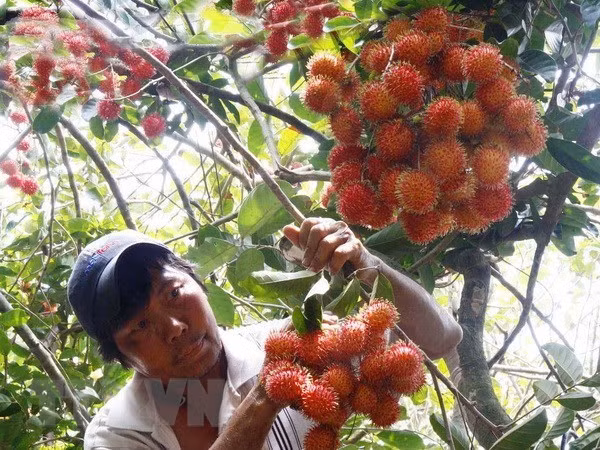 US plant quarantine expert to arrive in Vietnam on September 2 ảnh 1