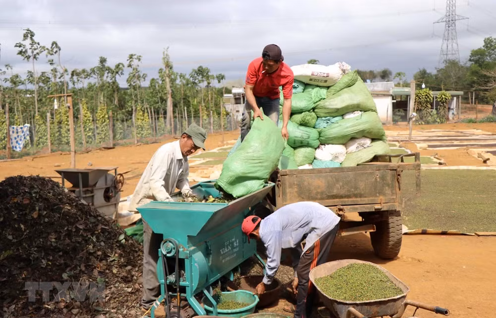 Vietnamese peppercorn containers stuck in Nepal eligible to return home ảnh 1 Vietnamese peppercorn containers stuck in Nepal eligible to return home ảnh 1