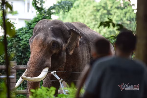 Sai Gon Zoo receives tonnes of food donations for its 1,500 animals ảnh 1 Sai Gon Zoo receives tonnes of food donations for its 1,500 animals ảnh 1