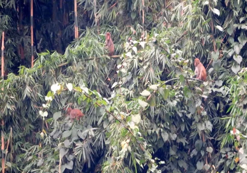 Rare golden monkey released into forest in Ha Giang ảnh 1
