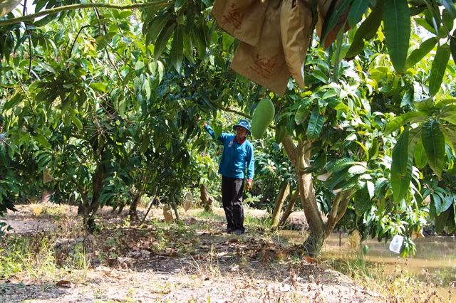Vietnam - Third largest mango exporter to RoK ảnh 1