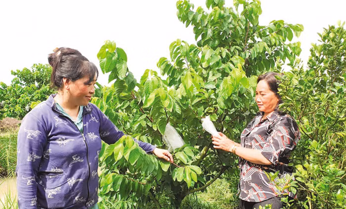Can Tho strives to reduce poor households to 0.32% in 2023 ảnh 1