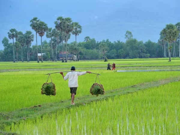 ADB helps Cambodia ensure food security, climate resilience ảnh 1