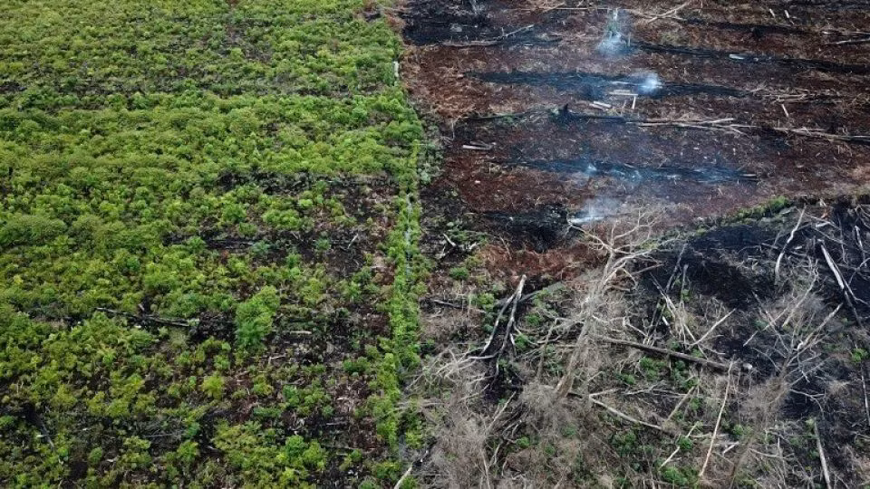 Indonesia, US partner in reducing forestry carbon emissions ảnh 1