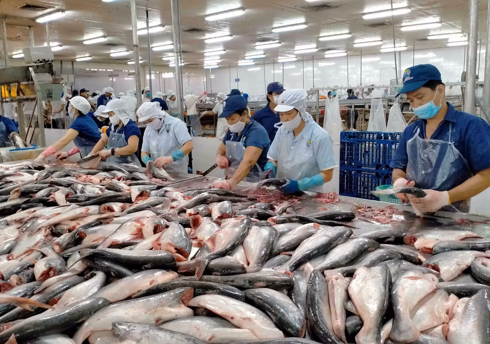 Vietnam’s tra fish export value expected to reach 2.4 billion USD this year ảnh 1 Vietnam’s tra fish export value expected to reach 2.4 billion USD this year ảnh 1