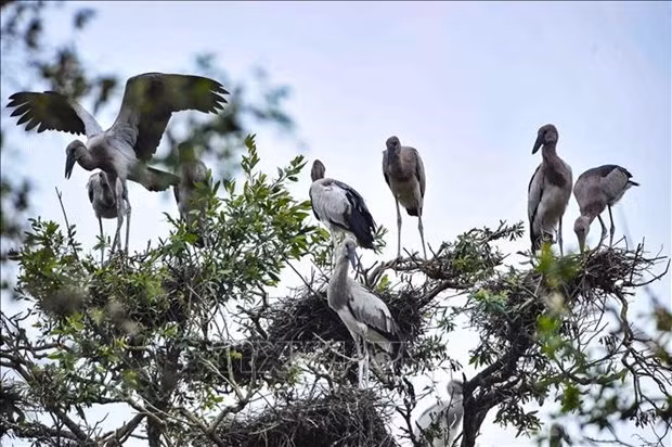 Vietnam in world's top 16 with richest biodiversity ảnh 1