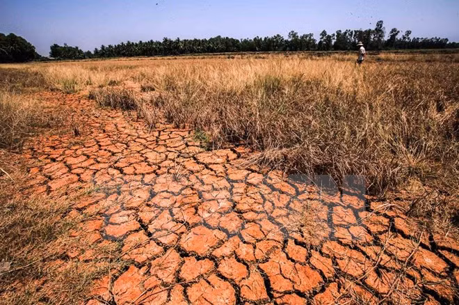 Texting campaign raises funds for drought, salinity-hit areas ảnh 1