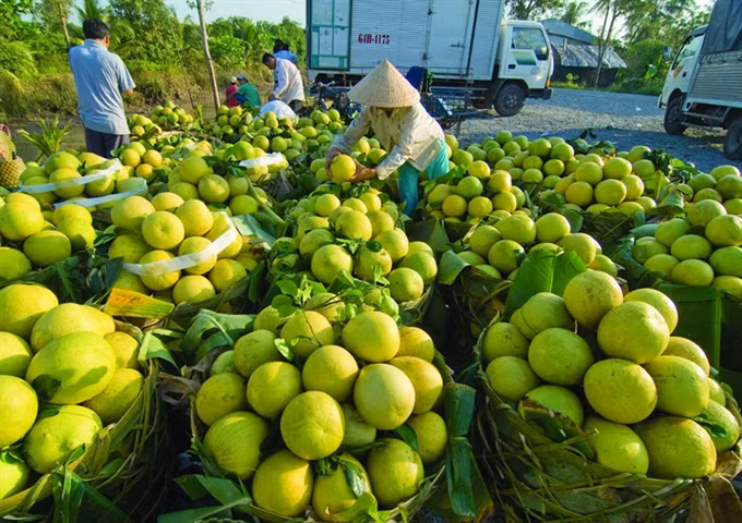 Vietnam’s vegetables export value rise ảnh 1