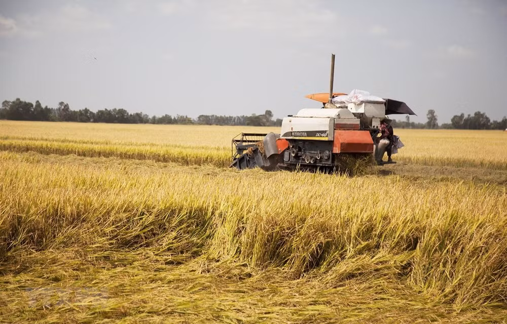 Vietnamese rice prices increase after India’s export ban ảnh 1